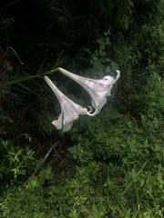 Lilium philippinense