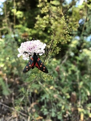 Zygaena dorycnii
