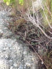 Indigofera mauritanica