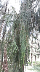Cupressus pendula