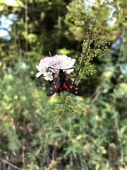 Zygaena dorycnii
