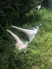 Lilium philippinense