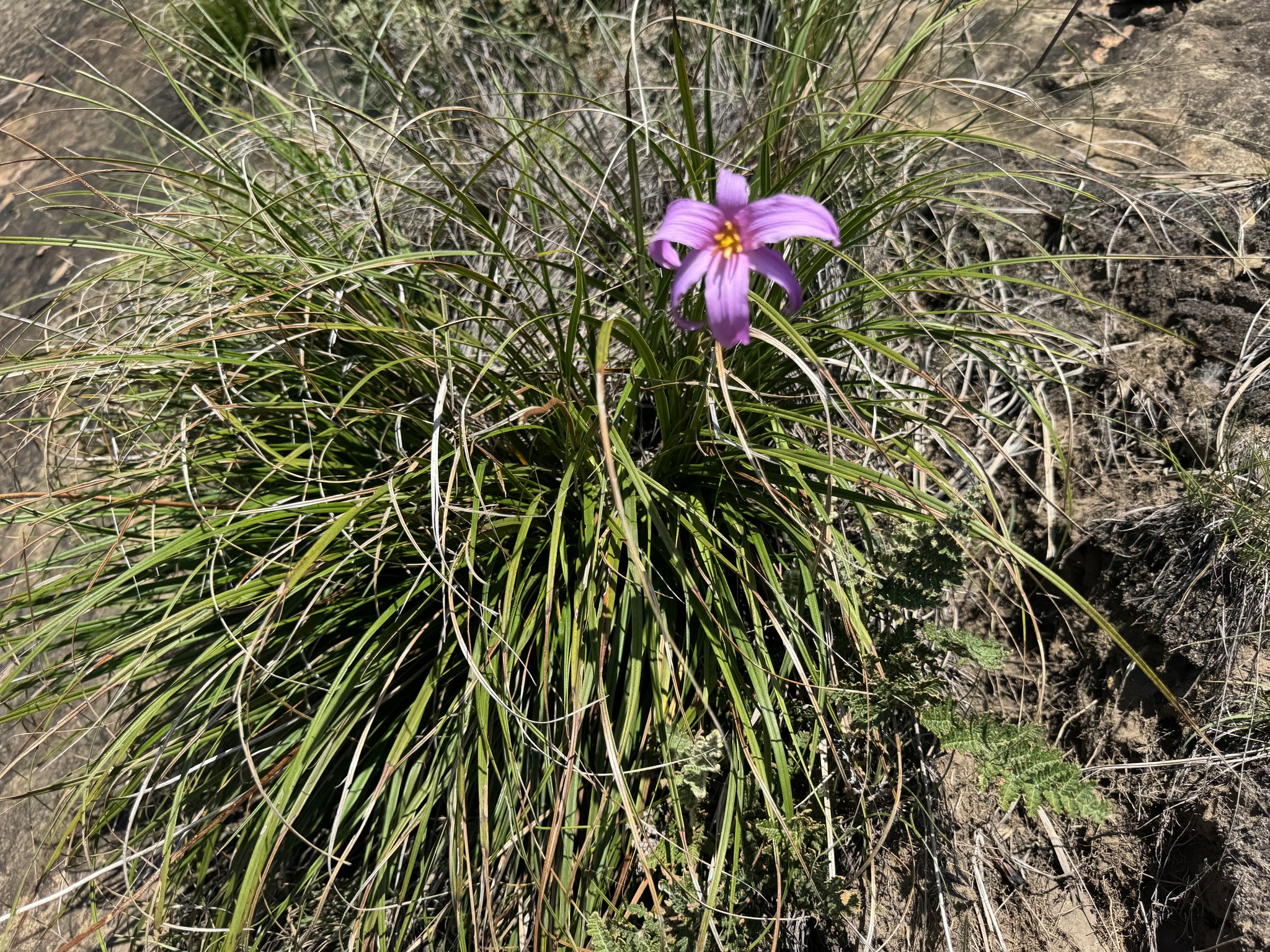 Imagem de Flor-da-ressurreição