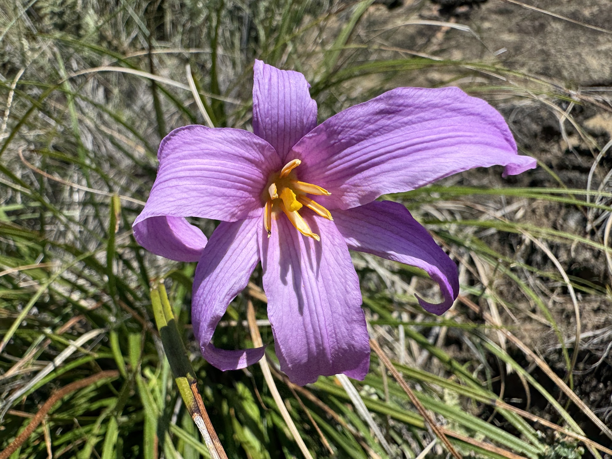 Imagem de Flor-da-ressurreição