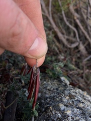 Indigofera mauritanica