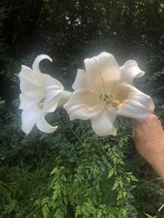 Lilium philippinense