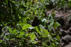 Morpho helenor montezuma