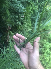 Lilium philippinense