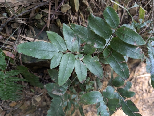 Diplazium maonense, photograph 2