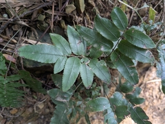 Diplazium maonense, photograph (c) ncueeleo, some rights reserved (CC BY-SA)