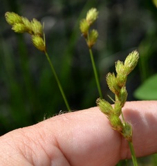 Carex tribuloides
