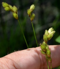 Carex tribuloides