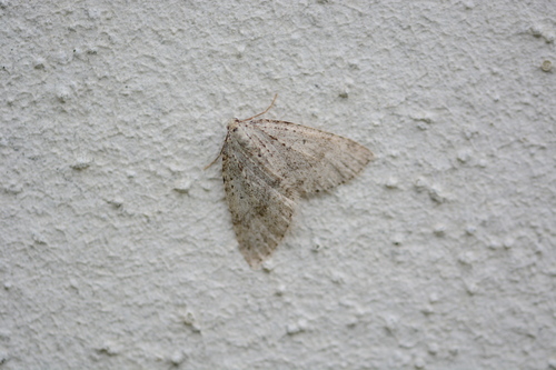 Colostygia multistrigaria olbiaria