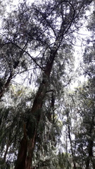 Cupressus pendula