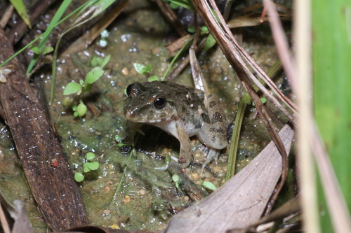 Fejervarya cancrivora