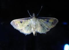 Eulepte anticostalis