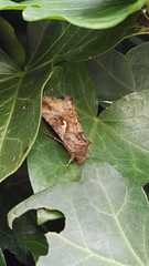 Autographa gamma
