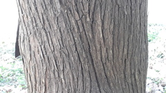 Cupressus pendula