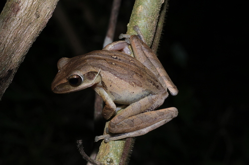 Polypedates leucomystax