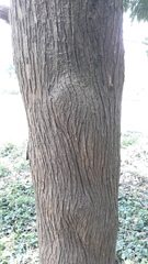 Cupressus pendula