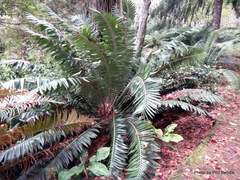 Encephalartos transvenosus