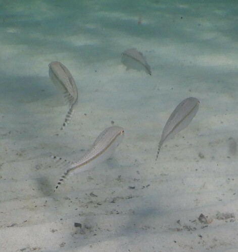 Upeneus australiae