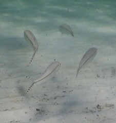 Upeneus australiae