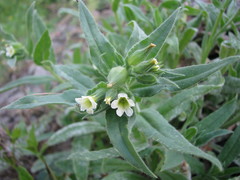 Nonea lutea