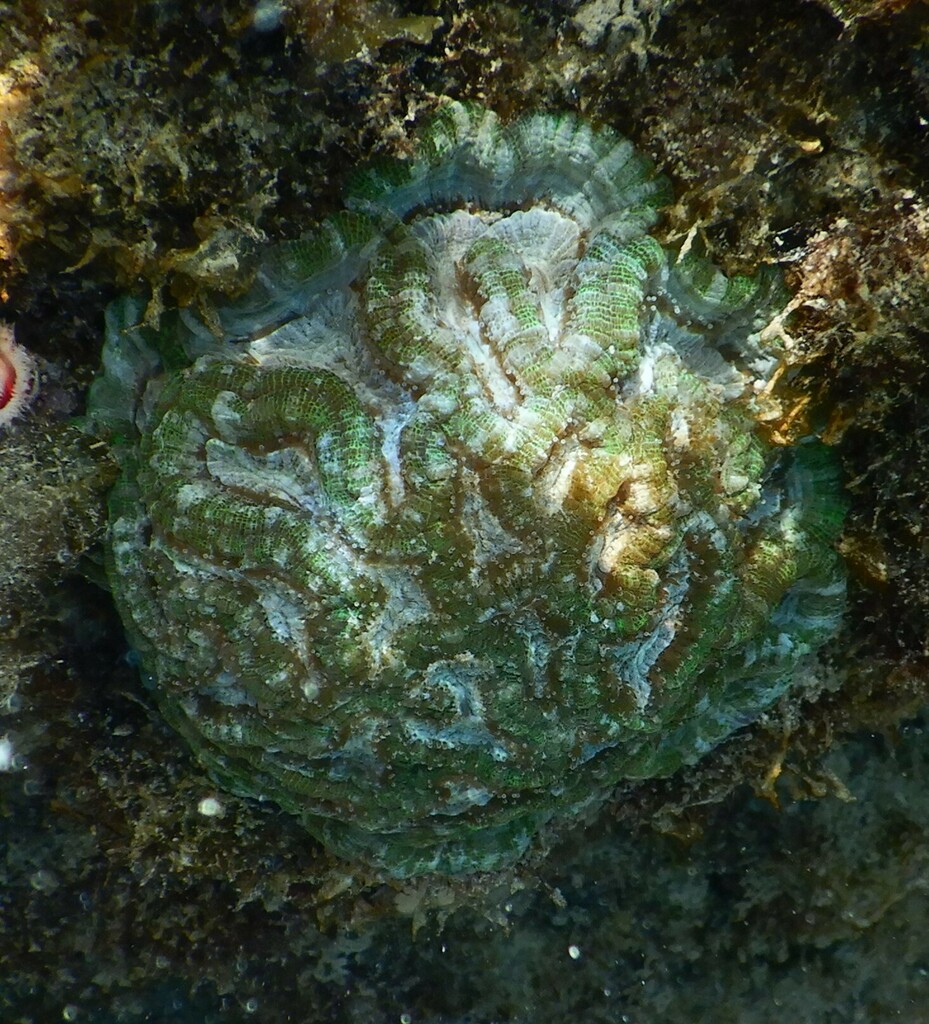 sinuous cup coral