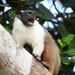 Brazilian Bare-faced Tamarin - Photo (c) Rogério Gribel, some rights reserved (CC BY-NC-ND), uploaded by Rogério Gribel