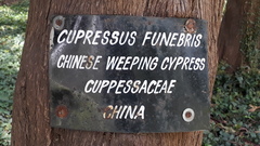 Cupressus pendula
