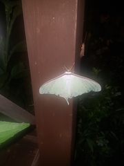 Actias