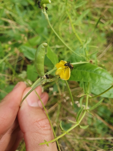 Image of Vigna lanceolata by (c) maxark, some rights reserved (CC BY)