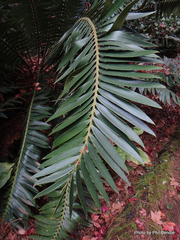 Encephalartos transvenosus