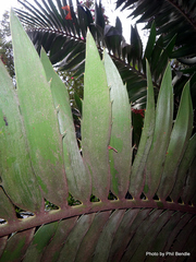 Encephalartos transvenosus