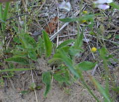 Penstemon hirsutus