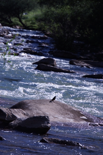 White-capped Redstart