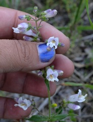 Penstemon hirsutus