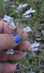 Penstemon hirsutus