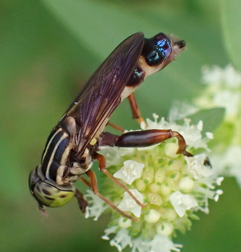 Senogaster dentipes