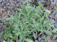 Nonea lutea