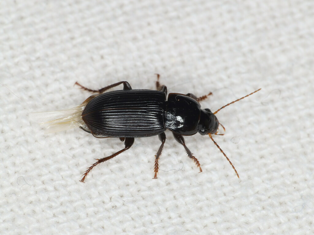 Harpalus tenebrosus tenebrosus