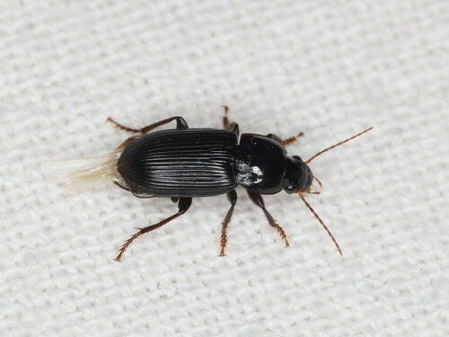 Harpalus tenebrosus