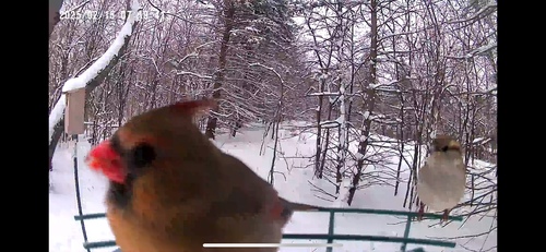 Northern Cardinal photographed in Wisconsin