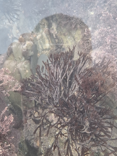 Polyides rotunda observed 2025-02-15