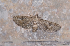 Eupithecia nanata