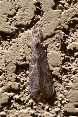 Vella