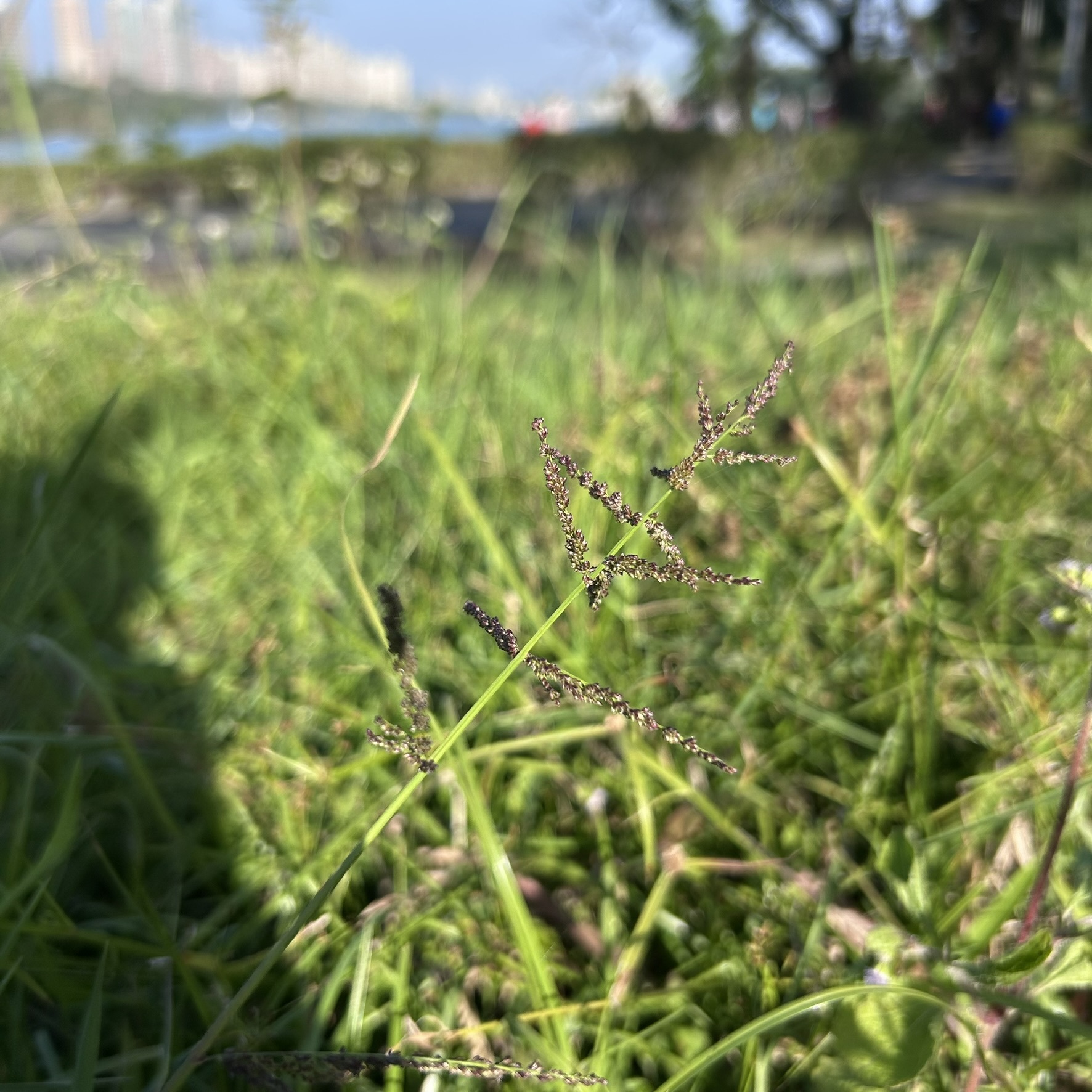 Imagem de Capim-branco