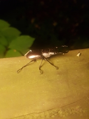 Dorcus rubrofemoratus