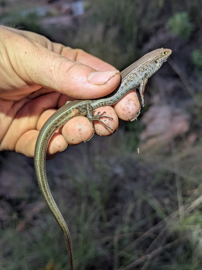 Whiptail Ctenotus
